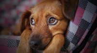 Nova Lei: uso de abraçadeiras em cirurgias de animais é proibido em Itabirito
