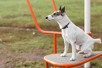 Itabirito aprova criação do Parque de DiverCÃO para animais de estimação em áreas públicas