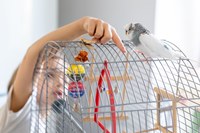 Itabirito cria o Dia Municipal do Criador de Pássaros