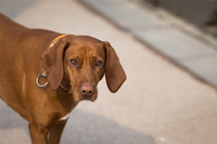 Itabirito institui campanha Outubro Caramelo para promover saúde e bem-estar animal