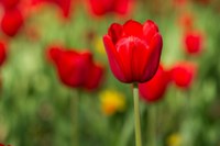 Itabirito institui o uso do “Cordão Tulipa Vermelha” para auxiliar pessoas com Parkinson