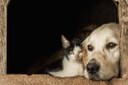 Itabirito sanciona lei de proteção aos animais em situações de desastres Itabirito sanciona lei de proteção aos animais em situações de desastres