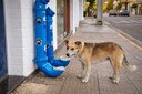 Lei autoriza bebedouros para cães e gatos em espaços públicos de Itabirito