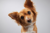 Lei exige divulgação de canais de denúncia contra maus-tratos aos animais em Itabirito